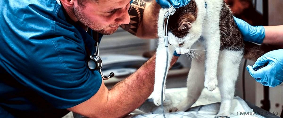 Los 6 mejores servicios de urgencias veterinarias de Gijón